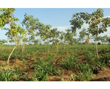 Investing in Nature-Based Solutions for Climate and Land Resilience