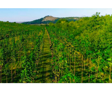 Agroforestry: The Green Renaissance of Mankind