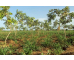 Investing in Nature-Based Solutions for Climate and Land Resilience