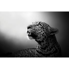 Soul of the Leopard