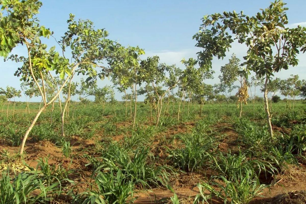 Investing in Nature-Based Solutions for Climate and Land Resilience