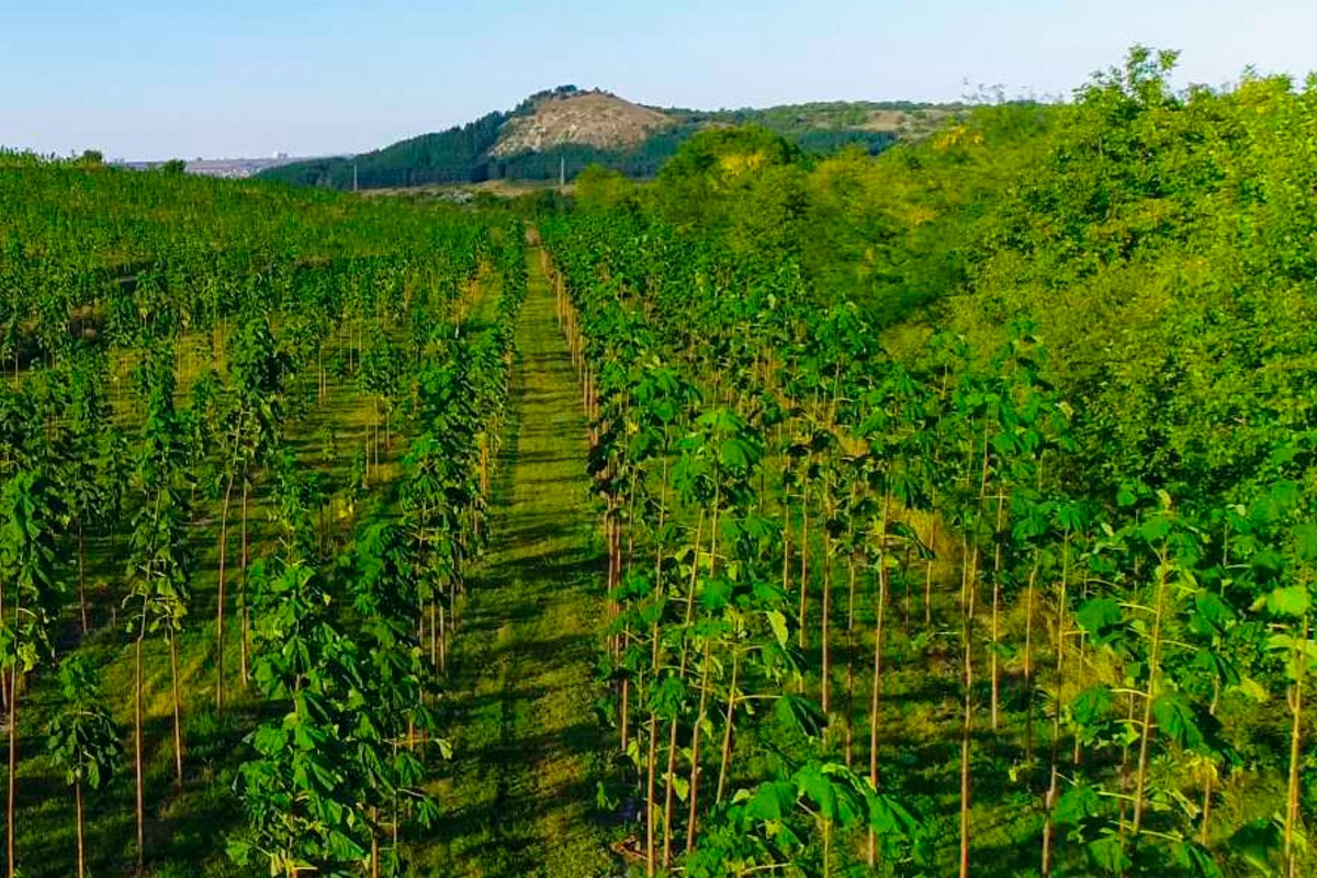 Agroforestry: The Green Renaissance of Mankind